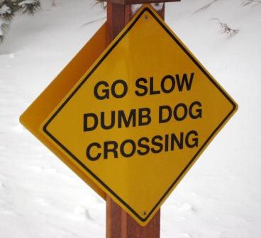 dumb-dog-crossing.jpg